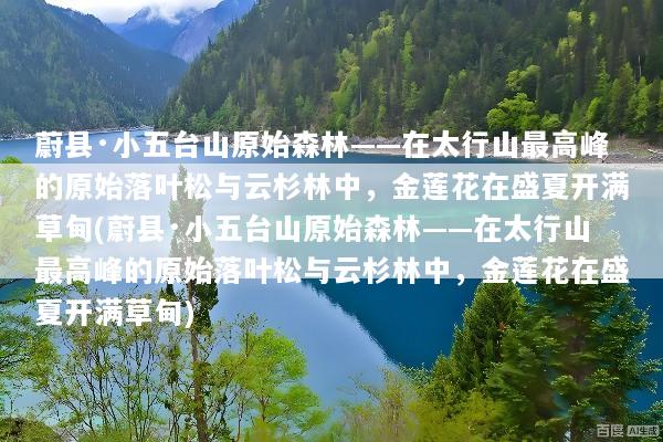 蔚县·小五台山原始森林——在太行山最高峰的原始落叶松与云杉林中，金莲花在盛夏开满草甸(蔚县·小五台山原始森林——在太行山最高峰的原始落叶松与云杉林中，金莲花在盛夏开满草甸)